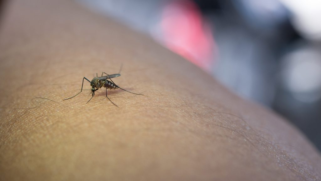 Dengue Cases in Delhi Cross 695 as Season Stretches Into October: Symptoms, Warning Signs and How to Stay Safe