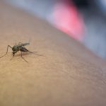 Dengue Cases in Delhi Cross 695 as Season Stretches Into October: Symptoms, Warning Signs and How to Stay Safe